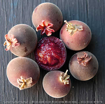 انگور فرنگی سیلان یا کیتمبیلا